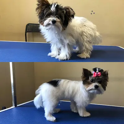 RachCiach- salon pielęgnacji, fryzjer dla psów, strzyżenie psów, psi fryzjer, hotelik